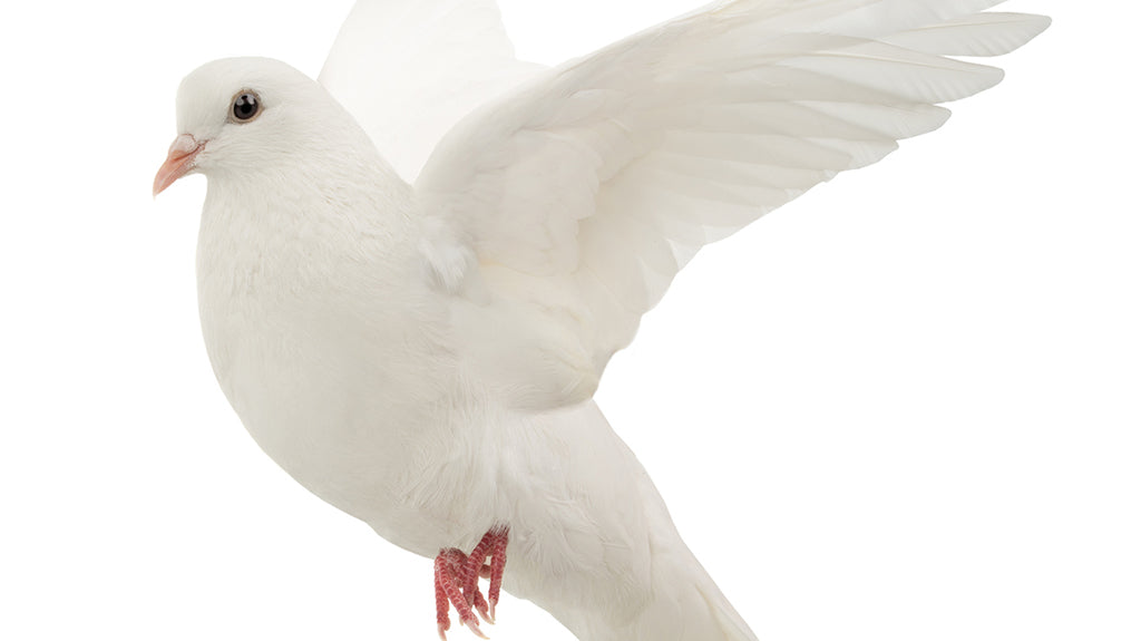 Comforting Words: A Guide to Writing Sympathy Cards for the Loss of a Loved One